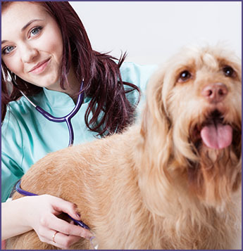 Veterinarian and Dog in Westerville